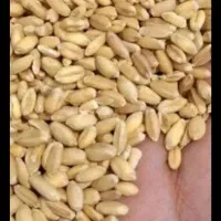 گندم