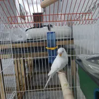 مرغ عشق نر سرحال وسالم