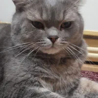 گربه اسکاتیش