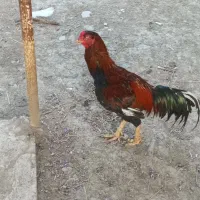 خروس لاری