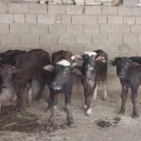 گاو یاهمان گوساله گاومیش نر