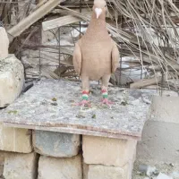 ماده سینه زرد. نرمیلمنز