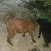 گوسفند شنک