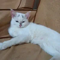 گربه سفید دور رگه