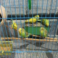 مرغ عشق