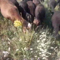 ۳۰راس میش گوسفند