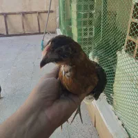 نیمچه خروس گلین