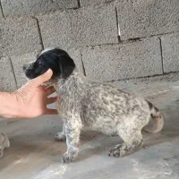 توله سگ شکاری