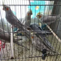 عروس هلندی بالغ