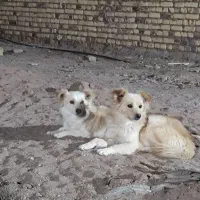 سگ خانگی|سگ|اردکان, |دیوار