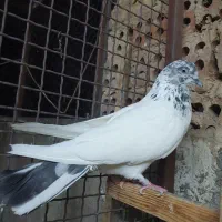 کفتر پرشی گرفتنی جوجه دار