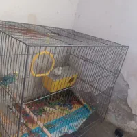 مرغ عشق