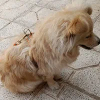 واگذاری قلاده سگ