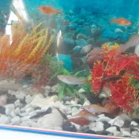 ماهی دم شمشیری بالغ