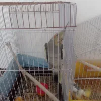 عروس هلندی