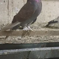 کفتر