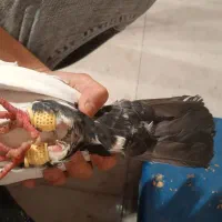 کبوتر و قفس بزرگ