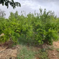 * باغ انار ۶۰۰۰ متر، موقعیت عالی