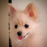 سگ پامر عروسکی اصیل  بو فیس ،