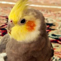 جفت عروس هلندی سینامون