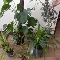 پاندانوس، برگ انجیری، خرفه، گندمی