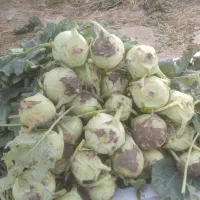 کلم سر|خوردنی و آشامیدنی|فیروزآباد (فارس), |دیوار