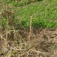 فروش-زمین-مسکونی-کوچه-خوش-سیرت
