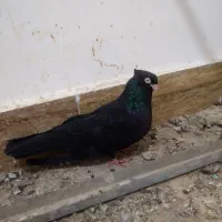 زاغ آبادانی