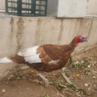 بوقلمون نر وماده بالغ ومرغ وخروس