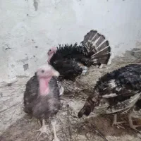 3عدد بوغلمون