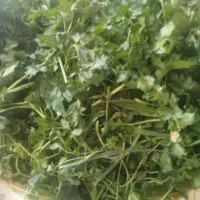 سبزی خورشتی
