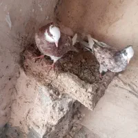 کبوتر