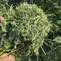 کاه یونجه|لوازم جانبی حیوانات|برازجان, |دیوار