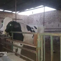 گوساله گوشتی نر  حدود ۵۵۰ کیلو