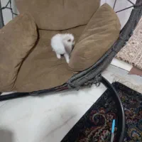 خرگوش لوپ