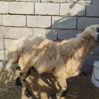 فروش قوچ نر