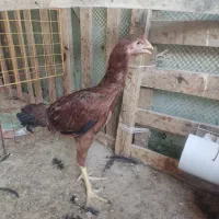 جوجه لاری
