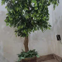 درختچه گیلاس تزئینی