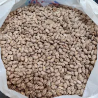 لوبیا چیتی