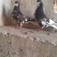 رنگی