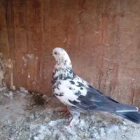 کفتر