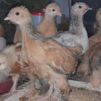مرغ و خروس برهما