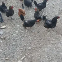 فروش مرغ تخم گذار جوان