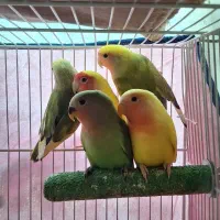 کوتوله نژاد دار فول