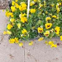 فروش ویژه گیاهان فضای باز