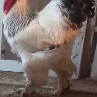 خروس ومرغ برهما