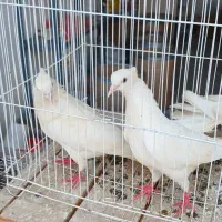 کبوتر برزیلی عروس هلندی مرغ عشق