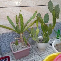کاکتوس