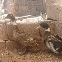 اردک تخم گذاری محلی