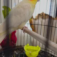 عروس هلندی آواز خوان